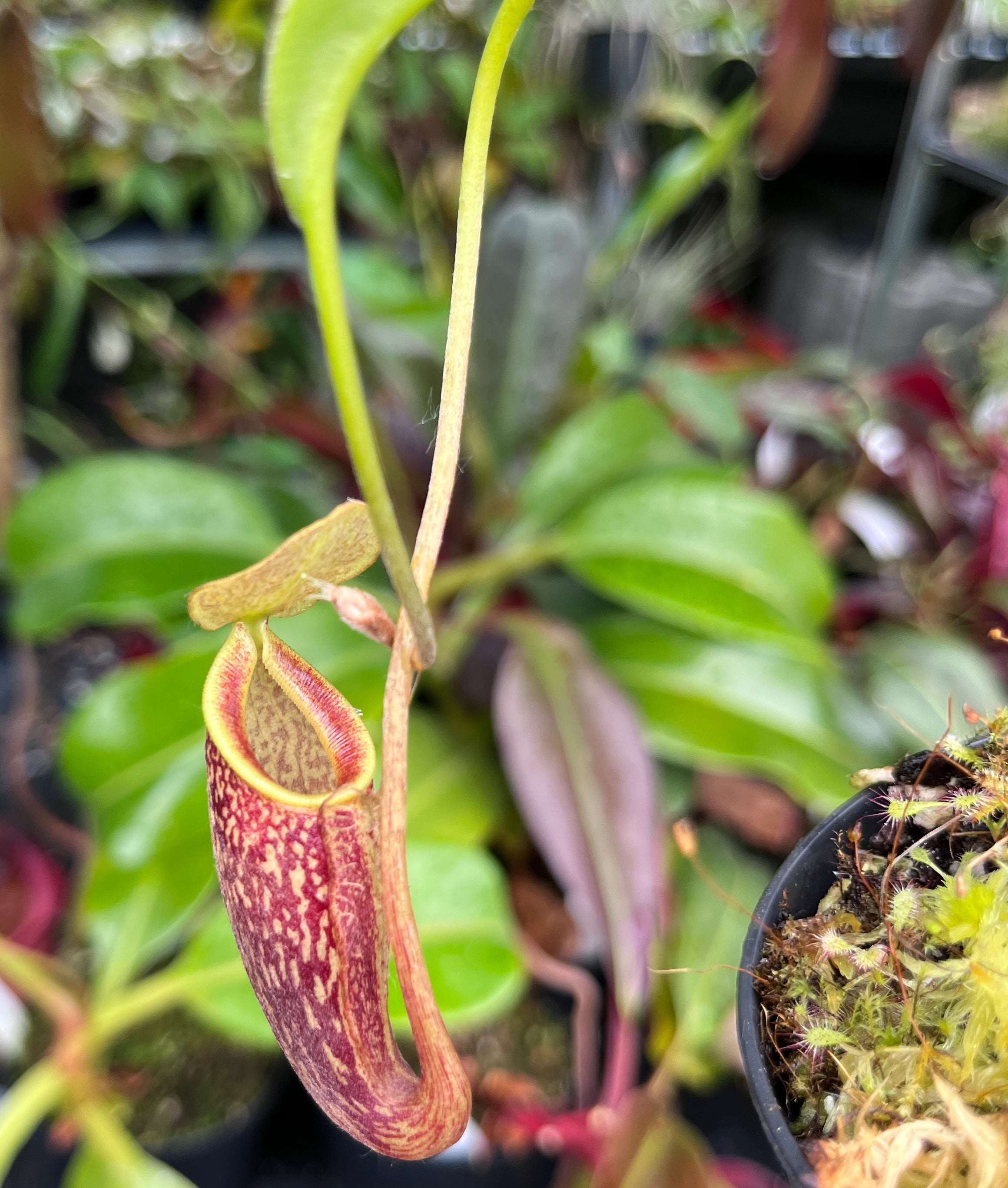 Nepenthes talangensis BE-3835