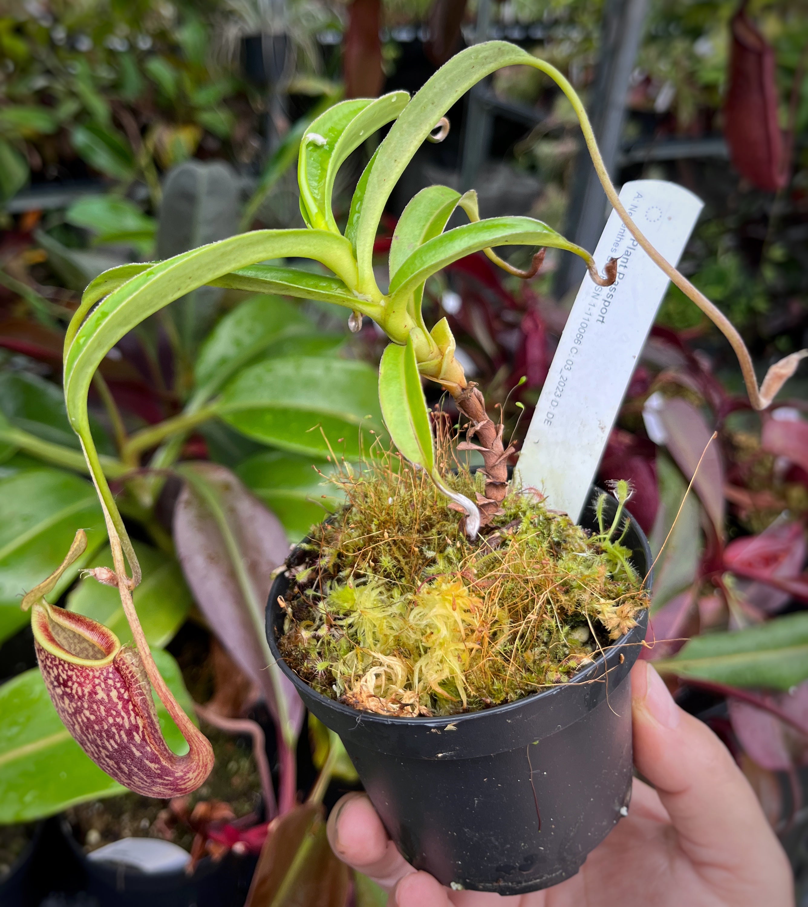 Nepenthes talangensis BE-3835