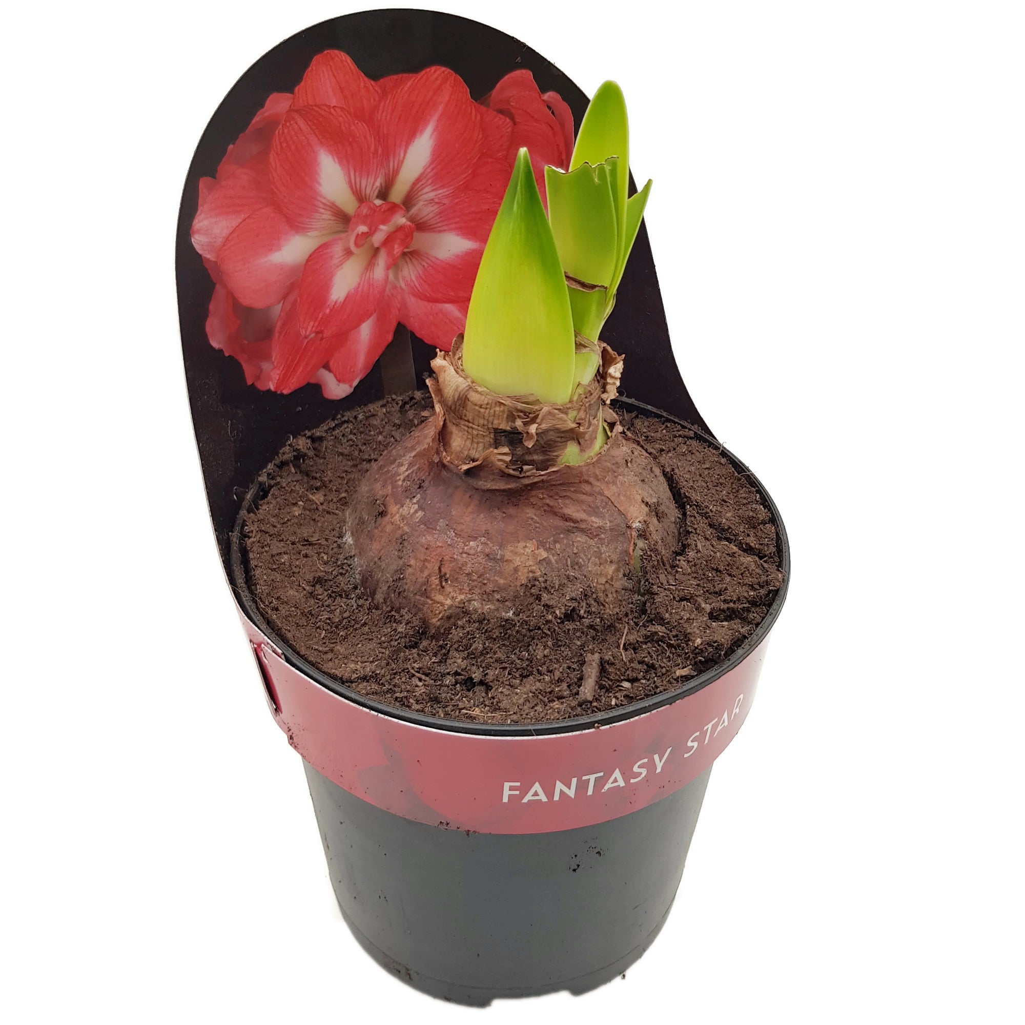 Hippeastrum "Fantasy Star" - rot-weiße Blüte