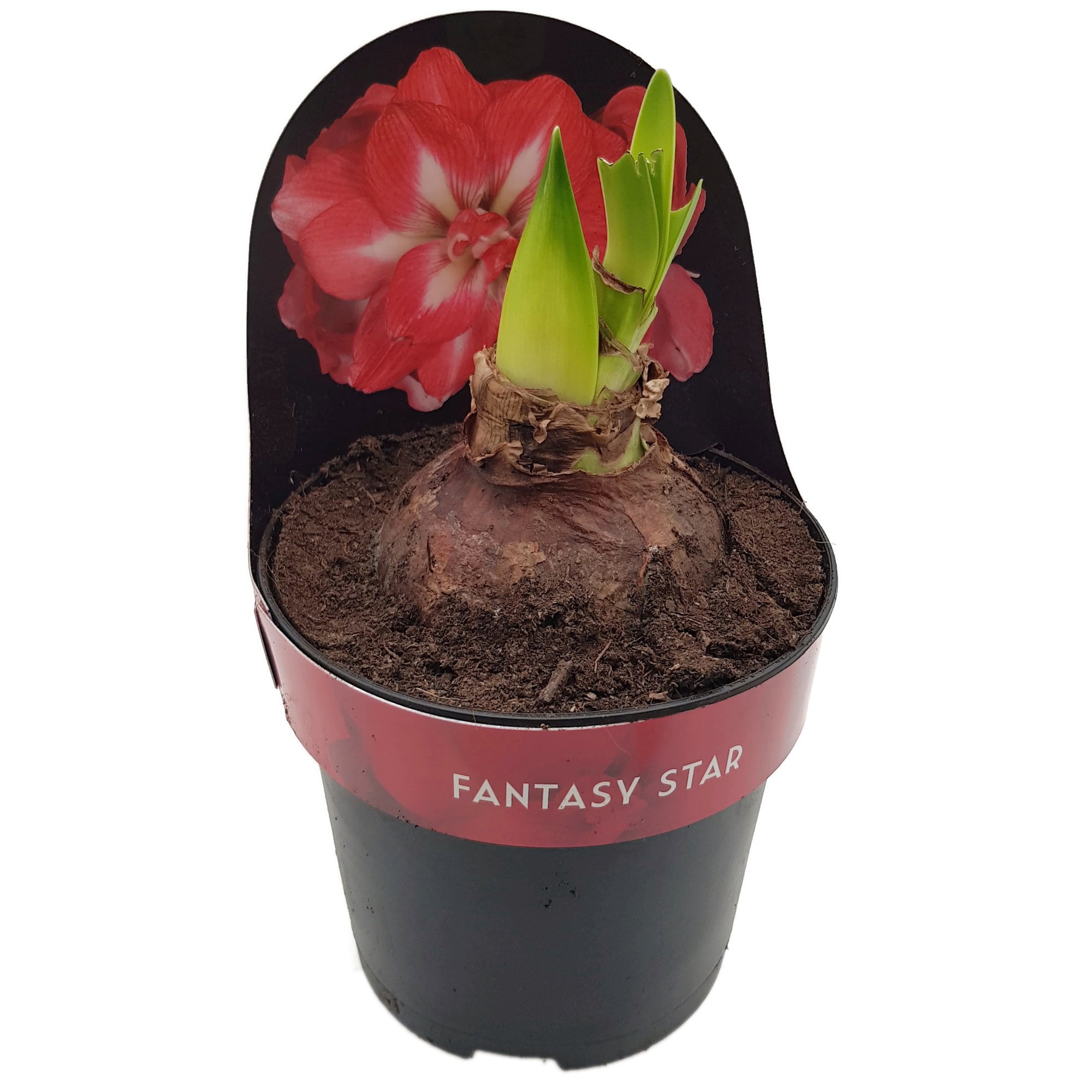 Hippeastrum "Fantasy Star" - rot-weiße Blüte