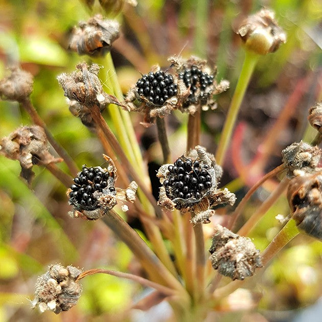 Dionaea muscipula "Big Mouth" - Samen