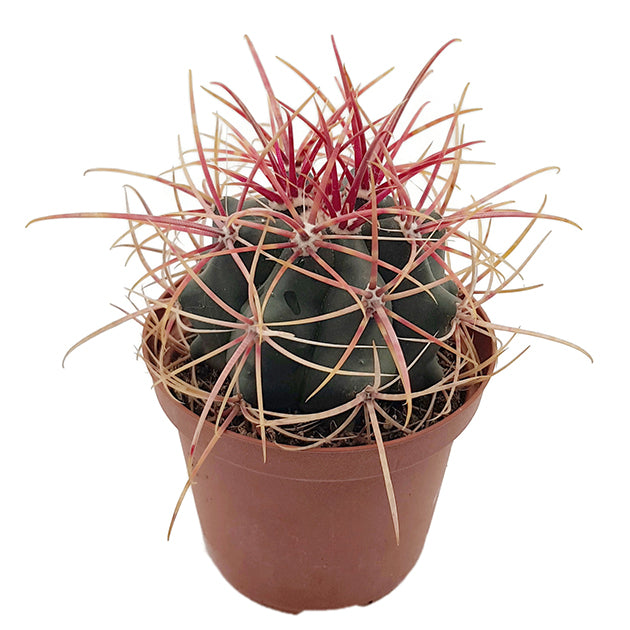 Ferocactus gracilis var. coloratus - farbenfroher Kugelkaktus