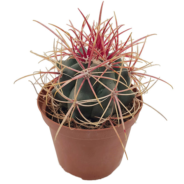 Ferocactus gracilis var. coloratus - farbenfroher Kugelkaktus