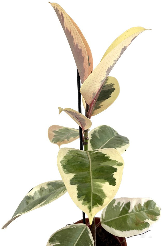 Ficus elastica "Tineke" - panaschierter Gummibaum