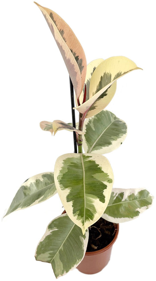 Ficus elastica "Tineke" - panaschierter Gummibaum