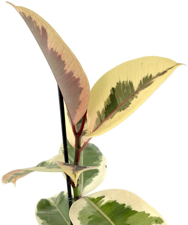 Ficus elastica "Tineke" - panaschierter Gummibaum