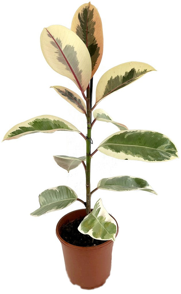 Ficus elastica "Tineke" - panaschierter Gummibaum