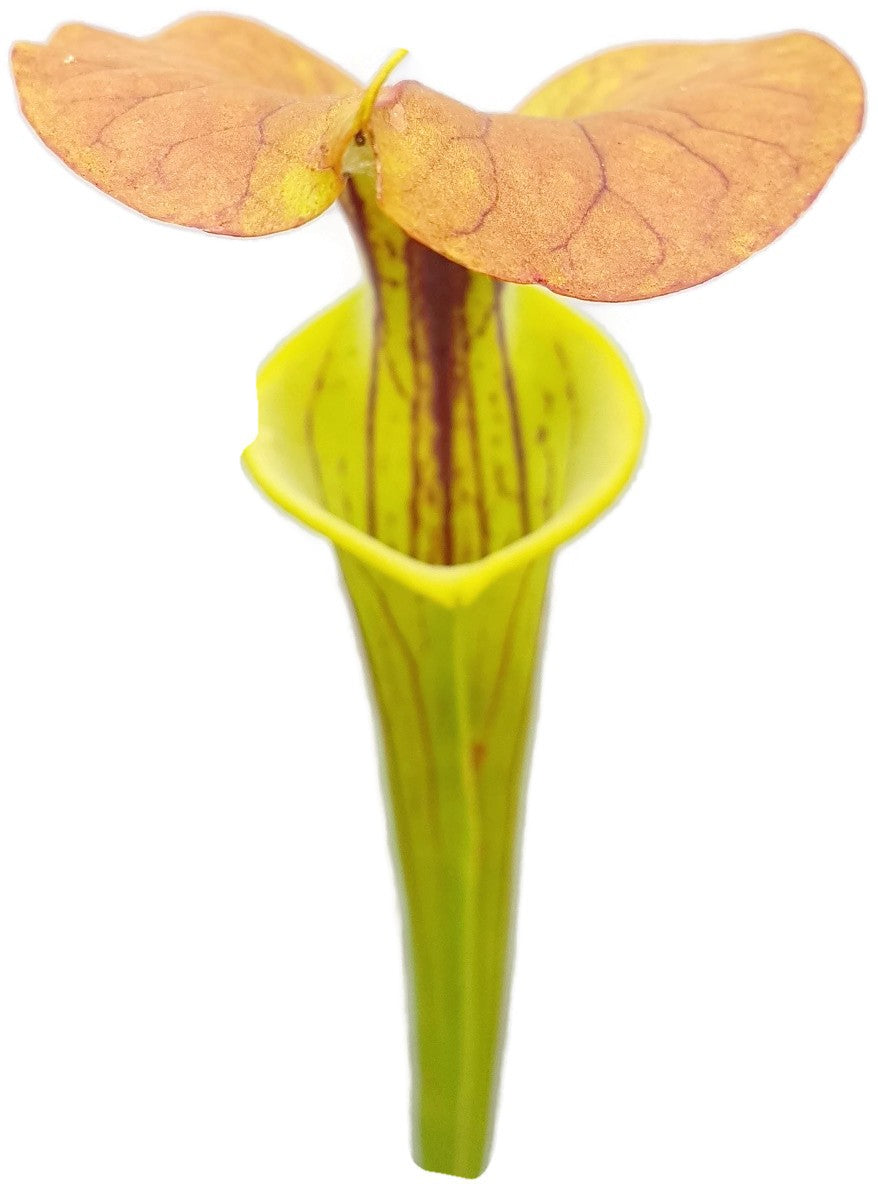 Sarracenia Flava var. Cuprea - Forrest Site East of Supply