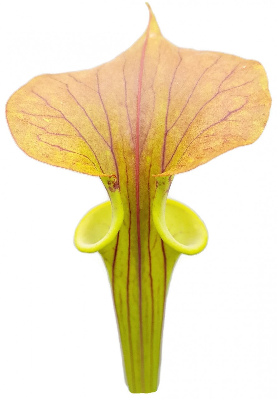 Sarracenia Flava var. Cuprea - Forrest Site East of Supply