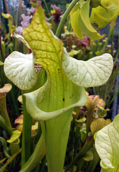 Sarracenia (Flava var. Rugellii X Leucophylla) X Moorei "Adrian Slack"