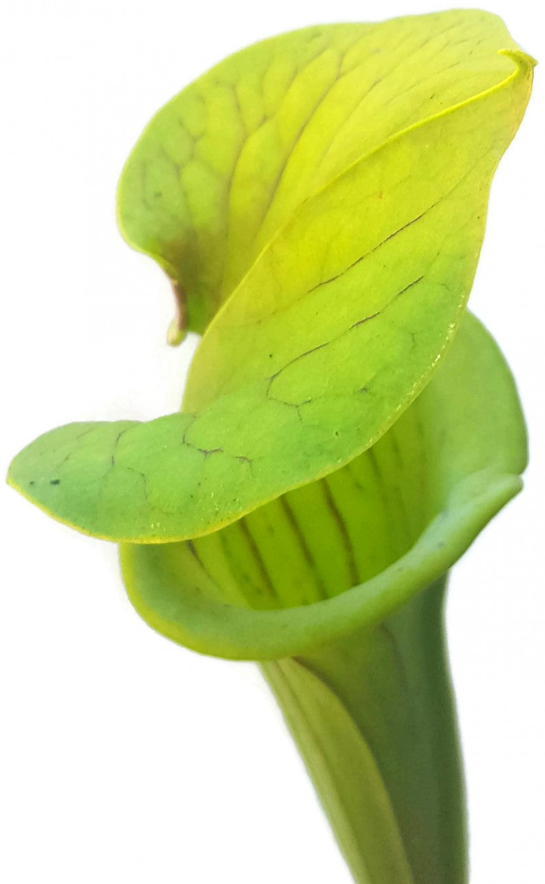 Sarracenia Flava var. Flava - Sussex Co. Virginia
