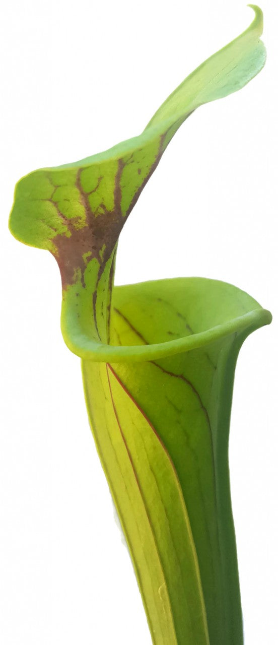 Sarracenia Flava var. Flava - Sussex Co. Virginia