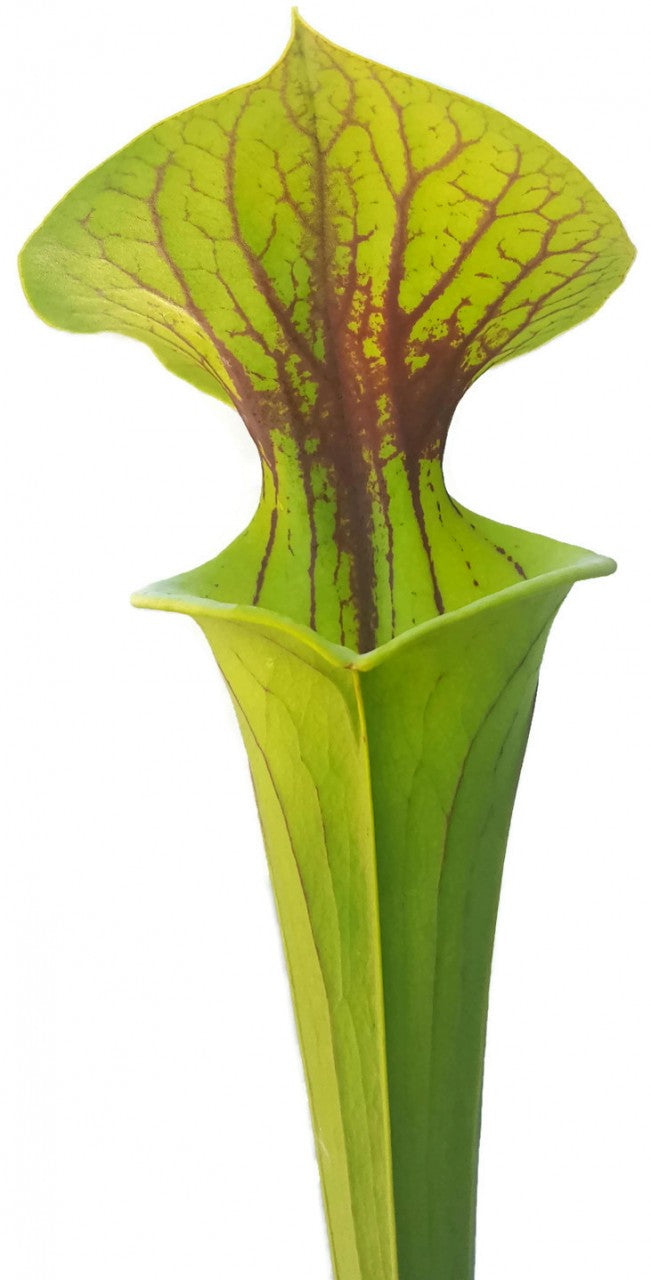 Sarracenia Flava var. Flava - Sussex Co. Virginia