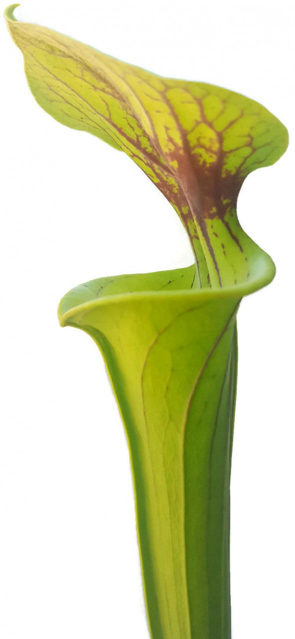 Sarracenia Flava var. Flava - Sussex Co. Virginia