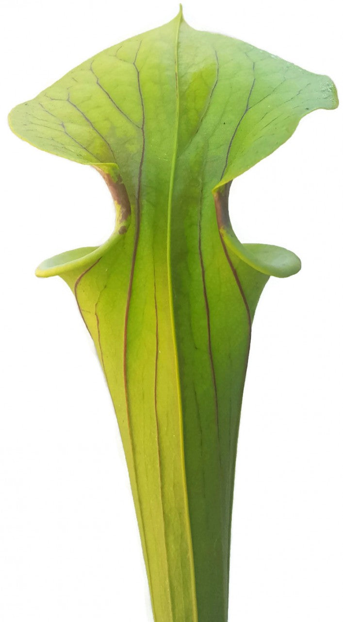 Sarracenia Flava var. Flava - Sussex Co. Virginia