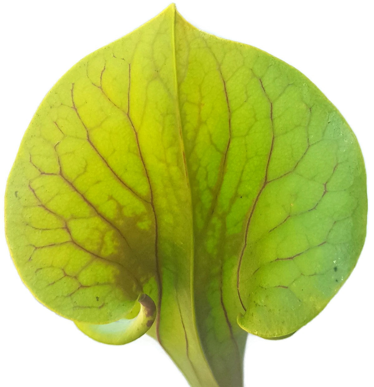 Sarracenia Flava var. Flava - Sussex Co. Virginia