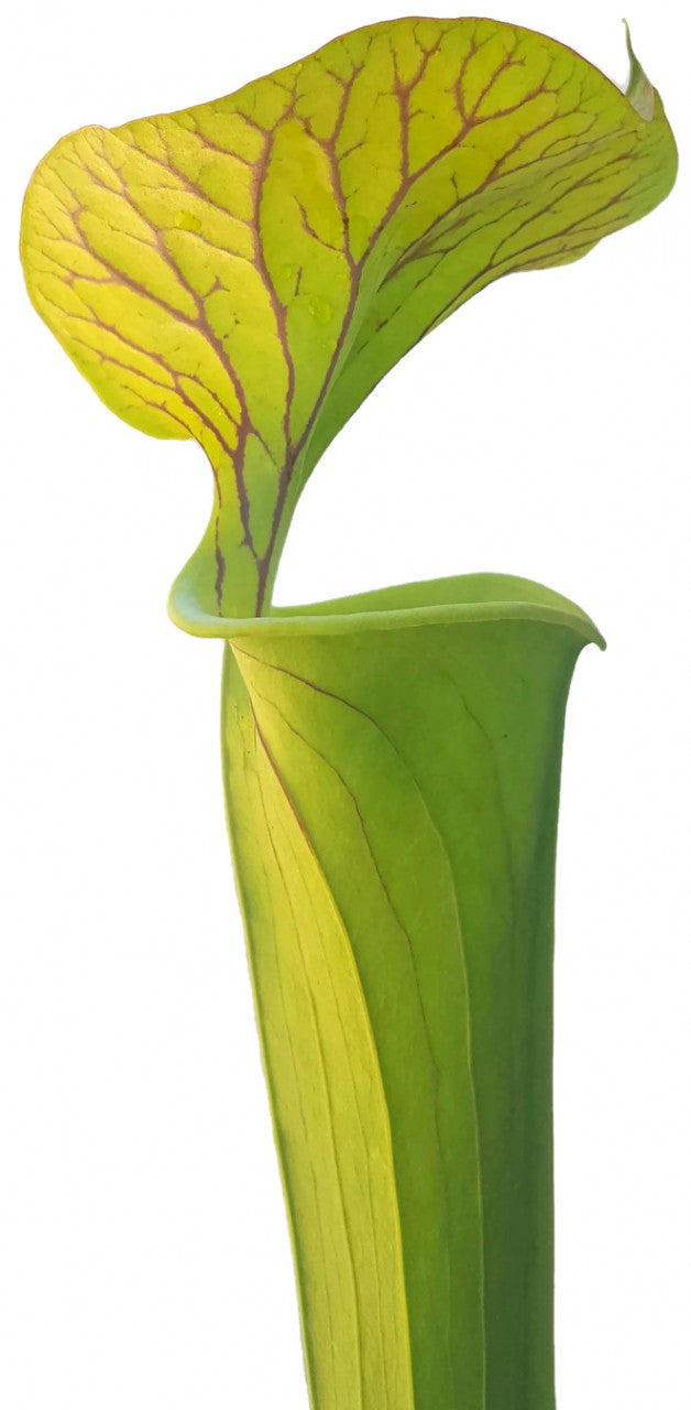 Sarracenia Flava var. Cuprea - Klon 1