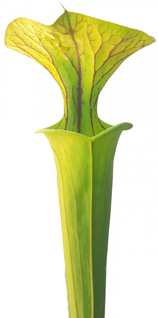 Sarracenia Flava var. Cuprea - Klon 1