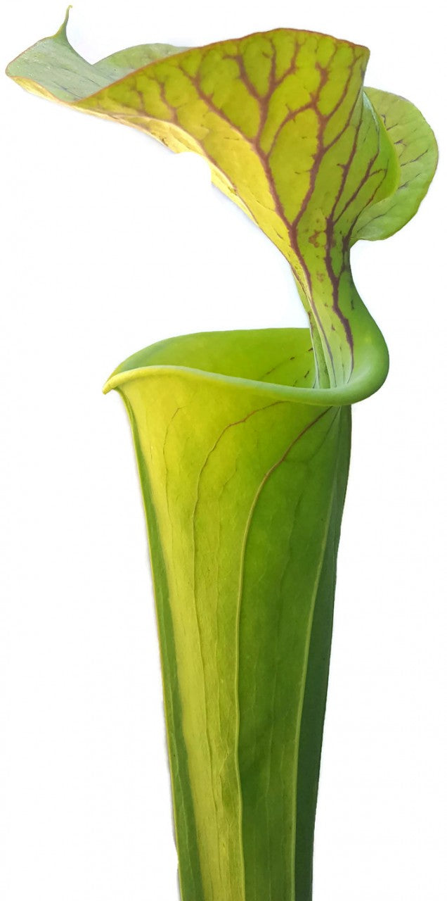 Sarracenia Flava var. Cuprea - Klon 1