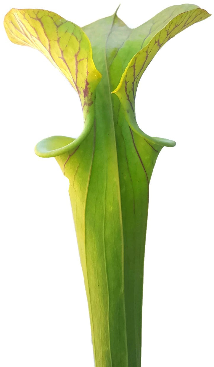 Sarracenia Flava var. Cuprea - Klon 1