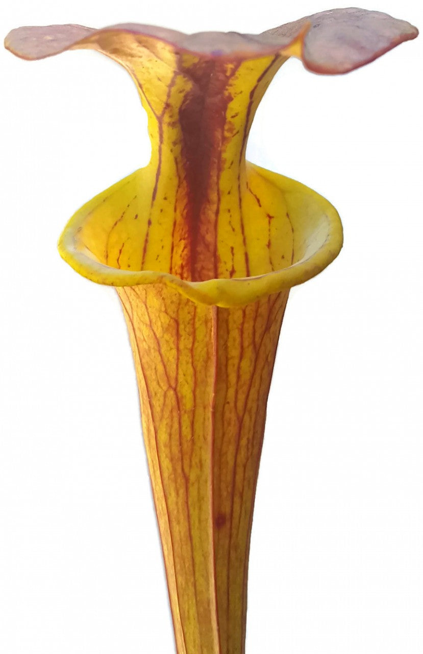 Sarracenia Flava var. Cuprea - Klon 2