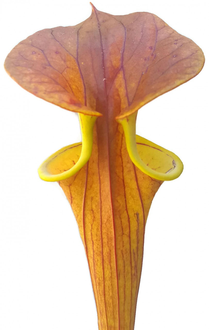 Sarracenia Flava var. Cuprea - Klon 2