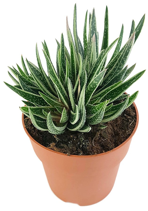 Gasteraloe "Spirit" - imposante Solitärsukkulente