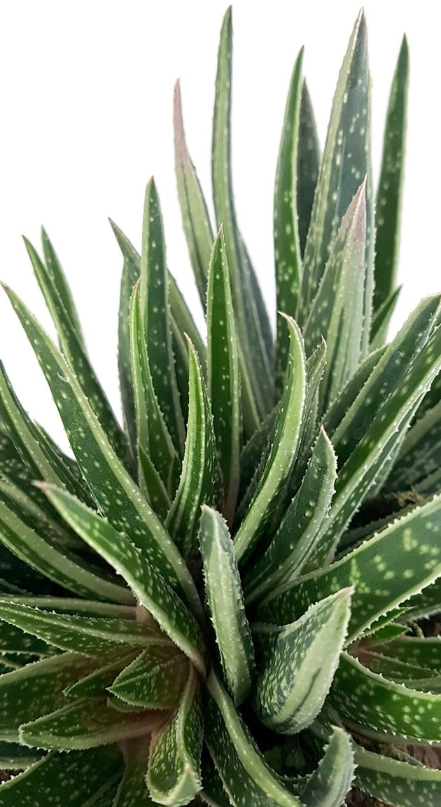 Gasteraloe "Spirit" - imposante Solitärsukkulente