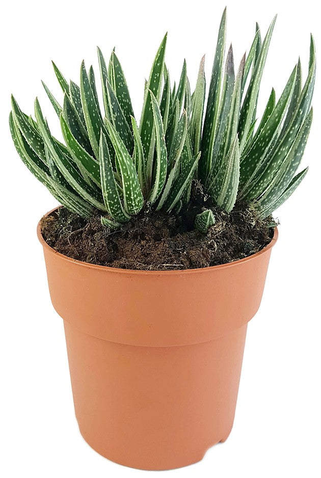 Gasteraloe "Spirit" - imposante Solitärsukkulente