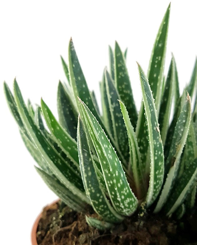 Gasteraloe "Spirit" - imposante Solitärsukkulente