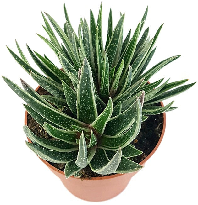 Gasteraloe "Spirit" - imposante Solitärsukkulente