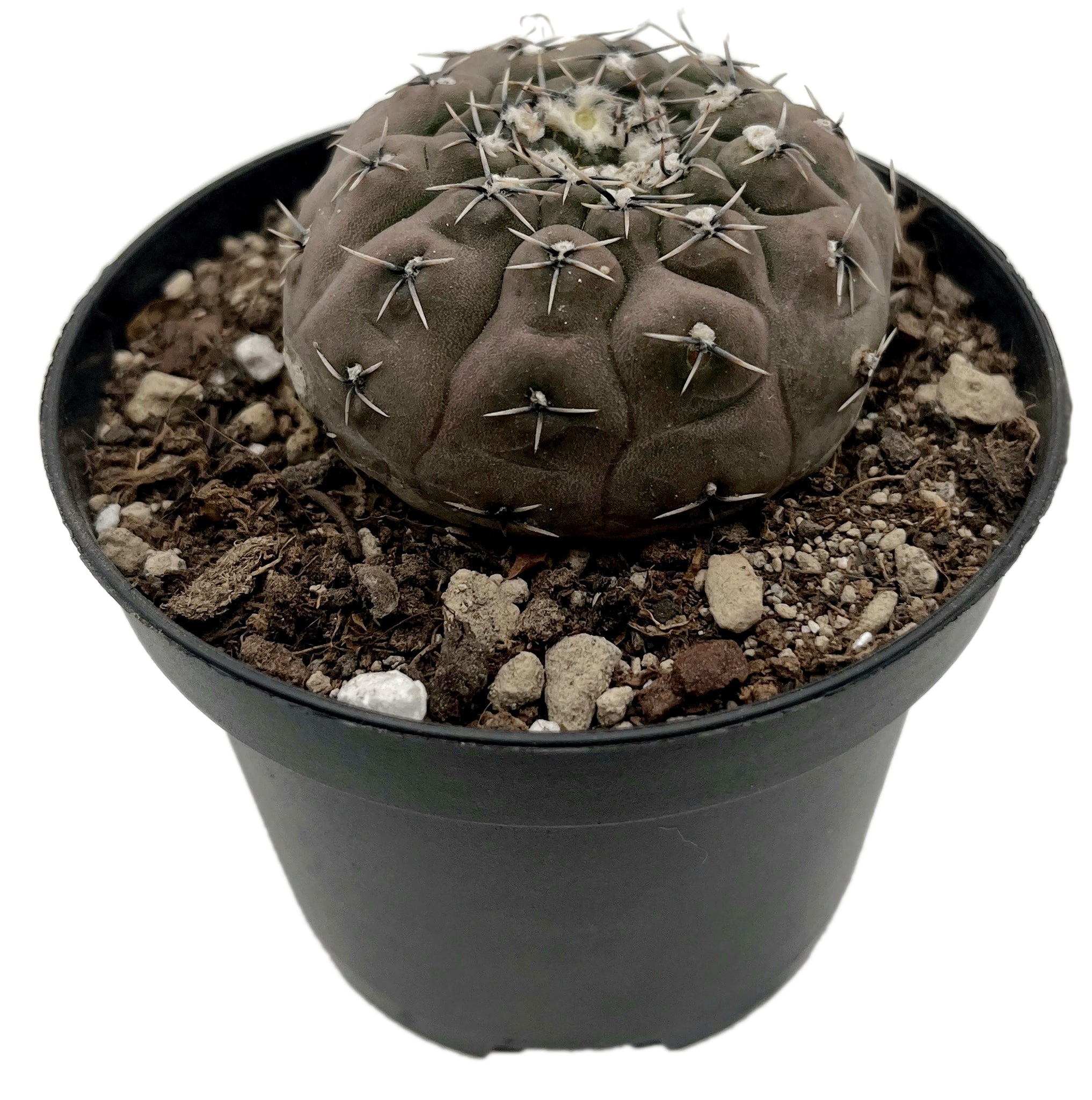 Gymnocalycium stellatum