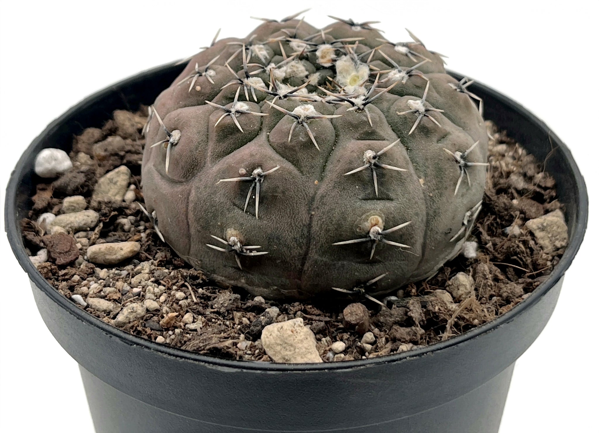 Gymnocalycium stellatum