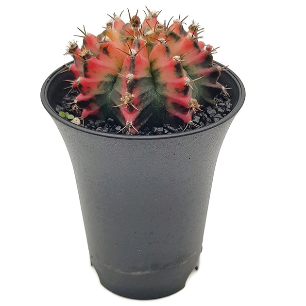 Gymnocalycium mihanovichii "Multicolor" - bunter Kaktus