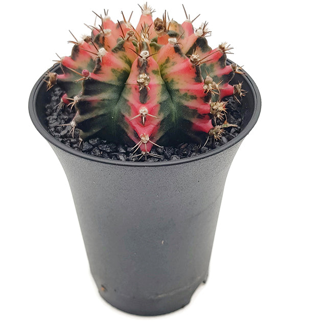 Gymnocalycium mihanovichii "Multicolor" - bunter Kaktus