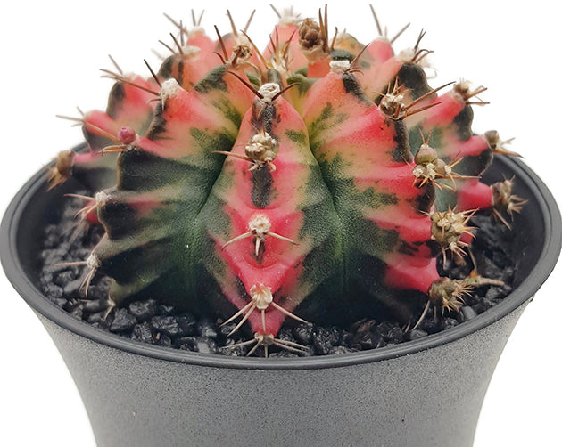 Gymnocalycium mihanovichii "Multicolor" - bunter Kaktus