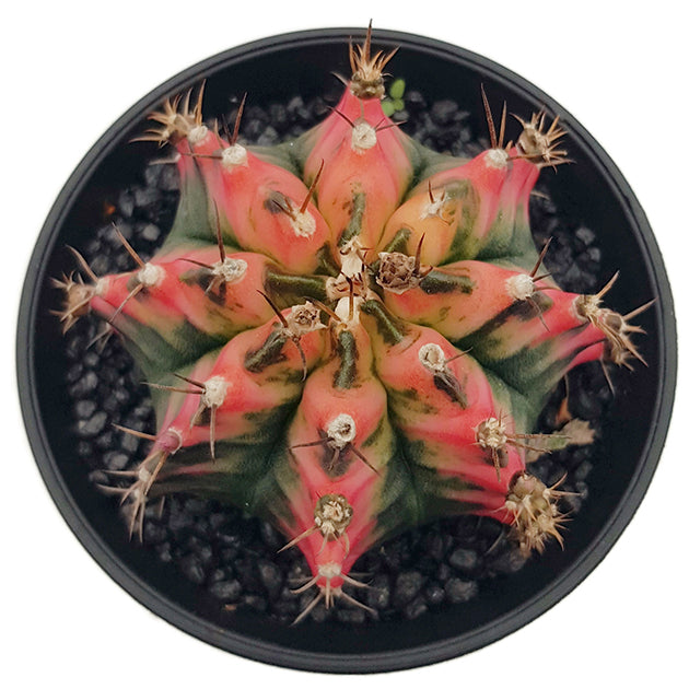 Gymnocalycium mihanovichii "Multicolor" - bunter Kaktus