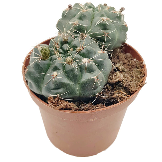 Gymnocalycium baldianum - charmanter Höckerkaktus