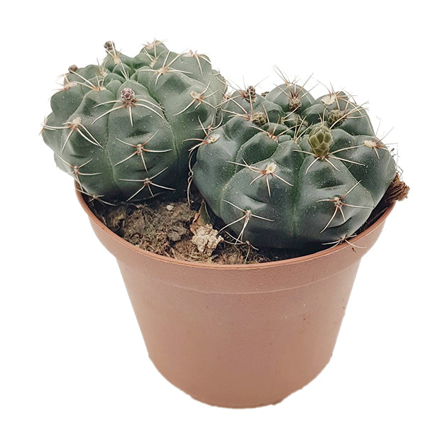 Gymnocalycium baldianum - charmanter Höckerkaktus