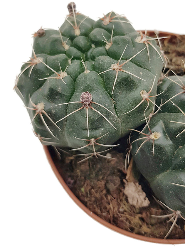 Gymnocalycium baldianum - charmanter Höckerkaktus