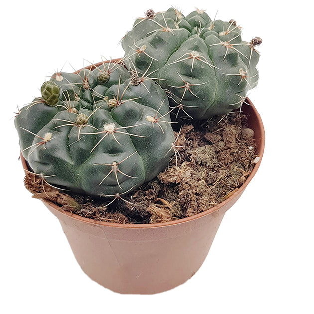 Gymnocalycium baldianum - charmanter Höckerkaktus