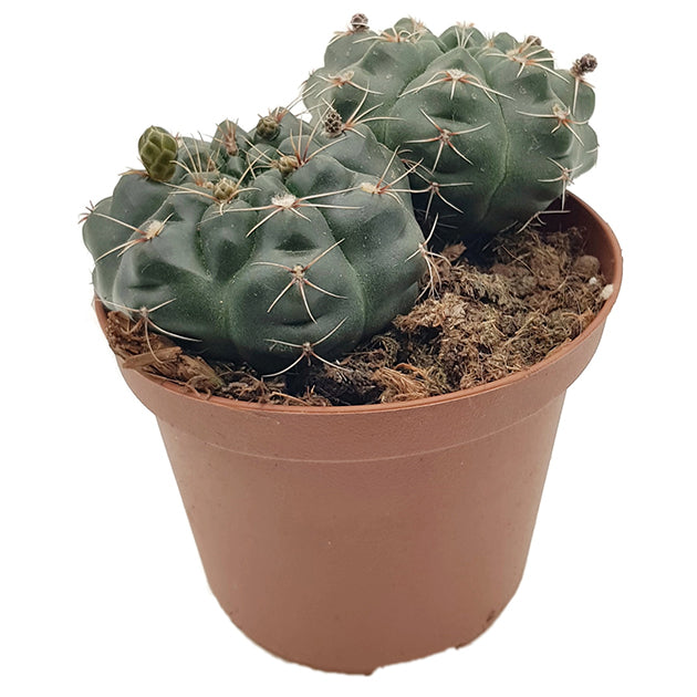 Gymnocalycium baldianum - charmanter Höckerkaktus