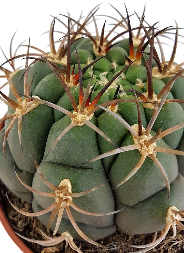 Gymnocalycium saglionis - breitkugeliger Kaktus