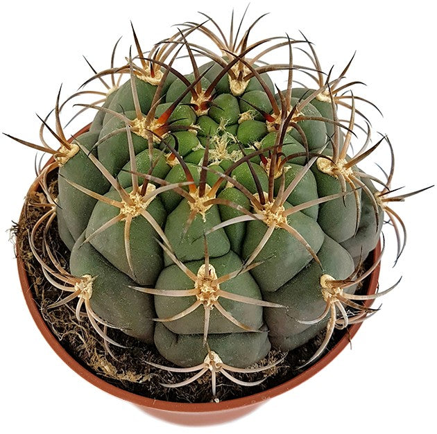 Gymnocalycium saglionis - breitkugeliger Kaktus