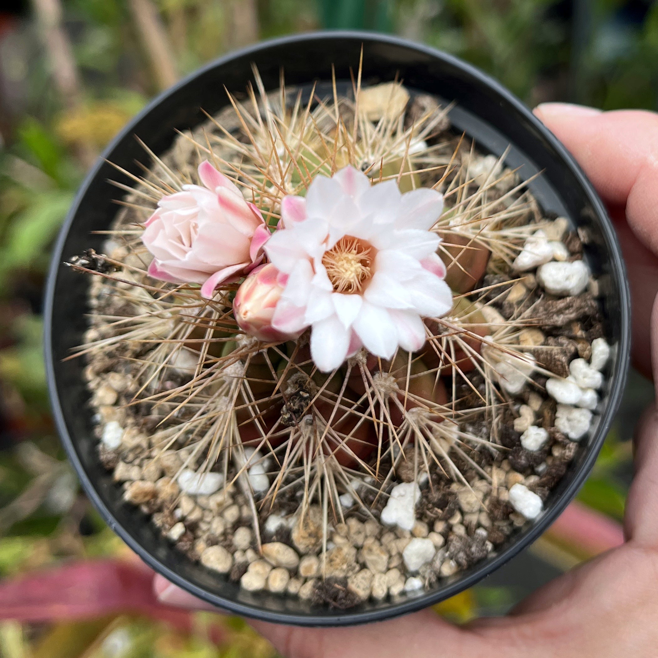 Gymnocalycium chacoense