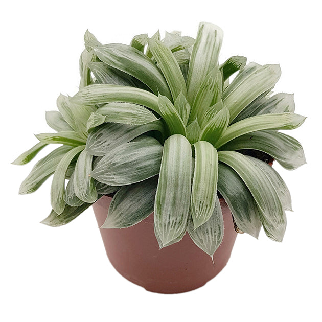 Haworthia cymbiformis variegata - Sukkulente
