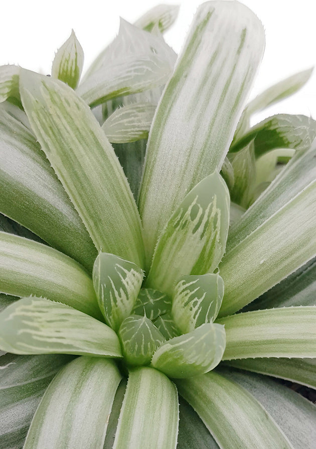 Haworthia cymbiformis variegata - Sukkulente
