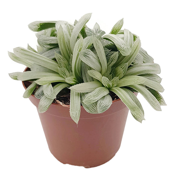 Haworthia cymbiformis variegata - Sukkulente
