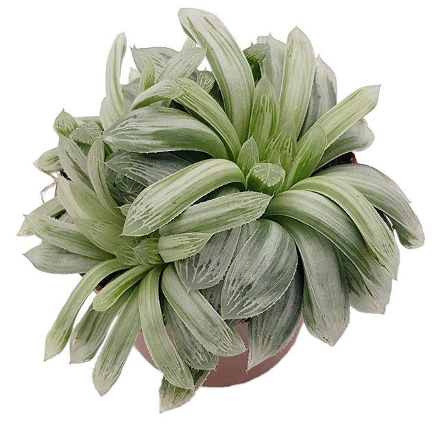 Haworthia cymbiformis variegata - Sukkulente