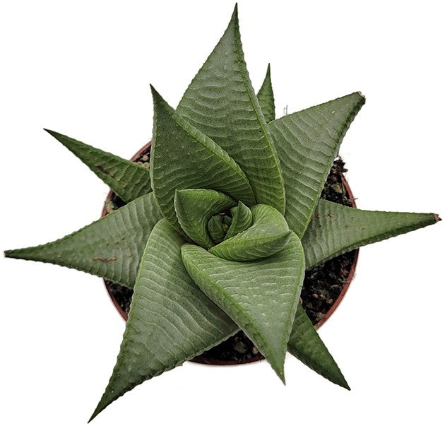 Haworthia limifolia "Roux" - Sukkulente